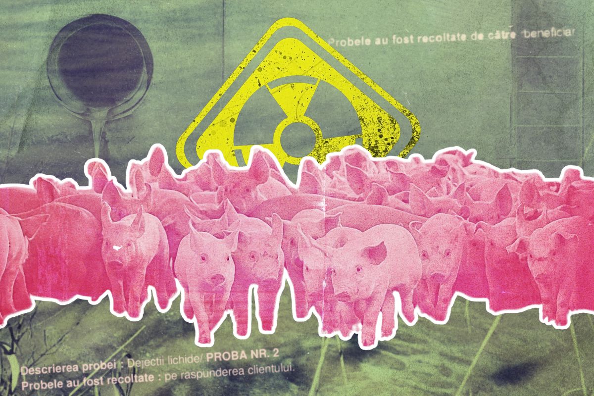 Cover: ferme de porci