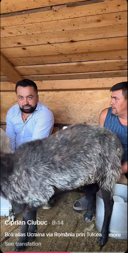 Parlamentul pe TikTok. Castrarea chimică a copiilor, oile din Ucraina și banii europeni care ne îngenunchează - dezinformările publicate de deputați și senatori 5 ciprian ciubuc boli ucraina sursa captura tt